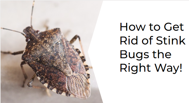 How to Get Rid of Stink Bugs the Right Way!