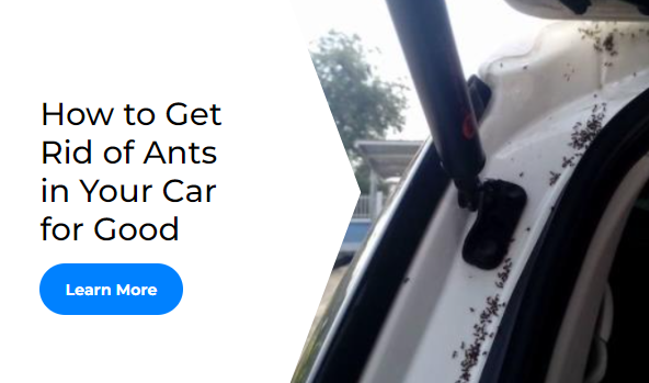 How to Get Rid of Ants in Your Car for Good
