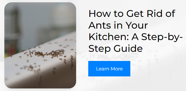 How to Get Rid of Ants in Your Kitchen: A Step-by-Step Guide