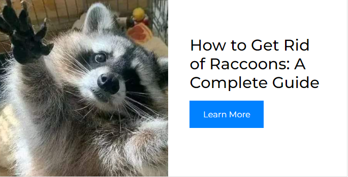 How to Get Rid of Raccoons: A Complete Guide